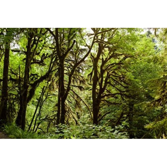 Trees in a forest Quinault Rainforest Olympic National Park Olympic Peninsula Washington State USA Canvas Art - Panoramic Images (36 x 24)