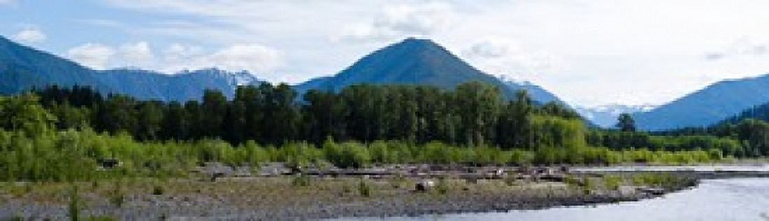 Trees in a forest Quinault Rainforest Olympic National Park Olympic Peninsula Washington State USA Canvas Art - Panoramic Images (40 x 12)