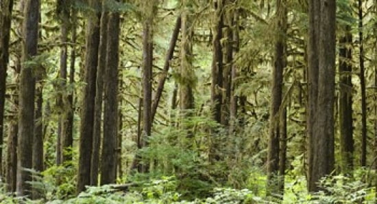 Trees in a forest Quinault Rainforest Olympic National Park Washington State USA Canvas Art - Panoramic Images (24 x 14)