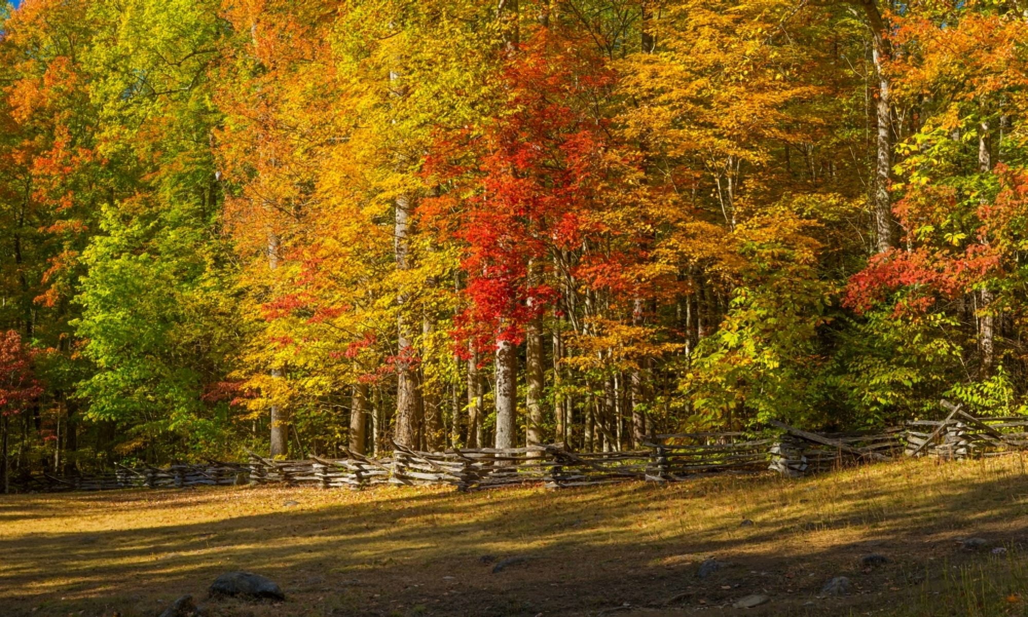 Trees in a forest Roaring Fork Motor Nature Trail Great Smoky Mountains National Park Tennessee USA Canvas Art - Panoramic Images (12 x 20)