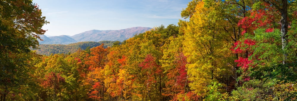 Trees in a forest Roaring Fork Motor Nature Trail Great Smoky Mountains National Park Tennessee USA Canvas Art - Panoramic Images (13 x 36)