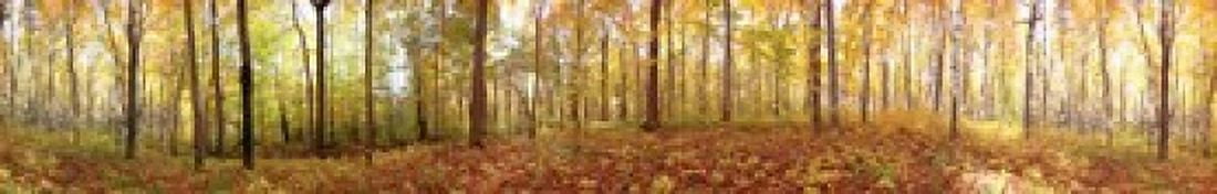 Trees in a forest Saint-Bruno Quebec Canada Canvas Art - Panoramic Images (22 x 4)