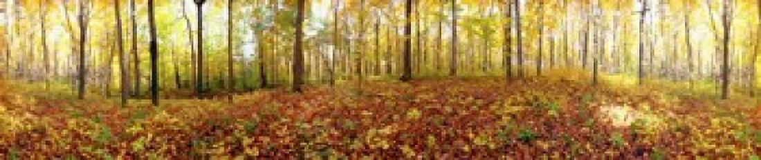 Trees in a forest Saint-Bruno Quebec Canada Canvas Art - Panoramic Images (22 x 5)