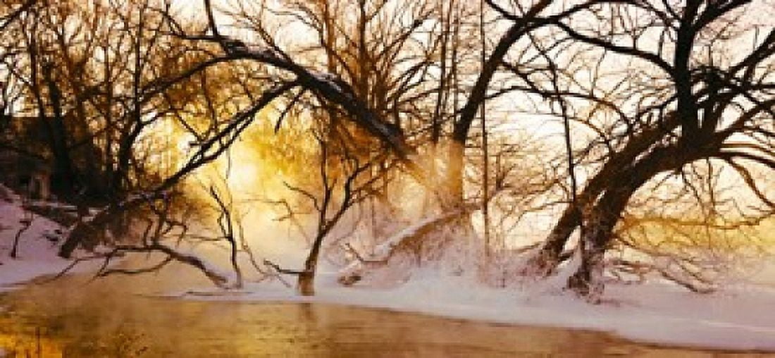 Trees in a forest Saint-Jean-sur-Richelieu Quebec Canada Canvas Art - Panoramic Images (24 x 12)