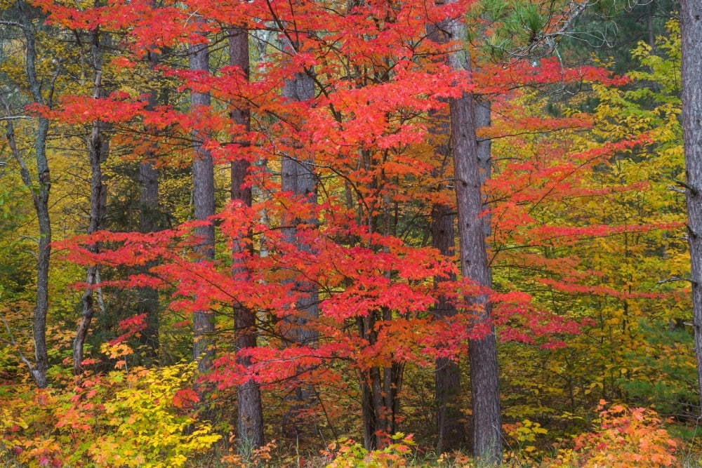 Trees in a forest Schoolcraft County Upper Peninsula Michigan USA Canvas Art - Panoramic Images (18 x 24)