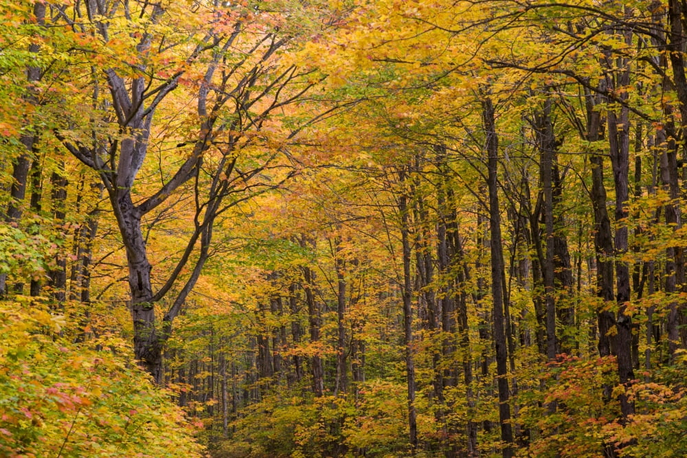 Trees in a forest Schoolcraft County Upper Peninsula Michigan USA Canvas Art - Panoramic Images (24 x 36)