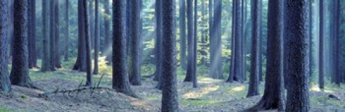 Trees in a forest South Bohemia Czech Republic Canvas Art - Panoramic Images (18 x 6)