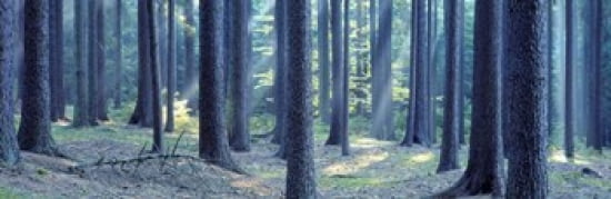 Trees in a forest South Bohemia Czech Republic Canvas Art - Panoramic Images (36 x 12)