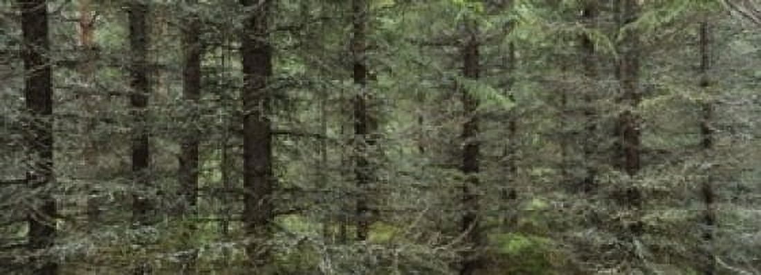 Trees in a forest Spruce Forest Joutseno Finland Canvas Art - Panoramic Images (18 x 7)