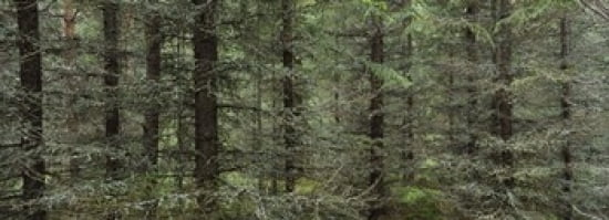 Trees in a forest Spruce Forest Joutseno Finland Canvas Art - Panoramic Images (36 x 13)