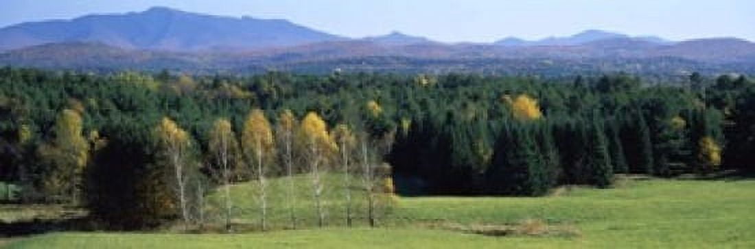 Trees in a forest Stowe Lamoille County Vermont USA Canvas Art - Panoramic Images (18 x 6)