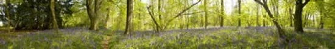 Trees in a forest Thursford Wood Norfolk England Canvas Art - Panoramic Images (44 x 7)