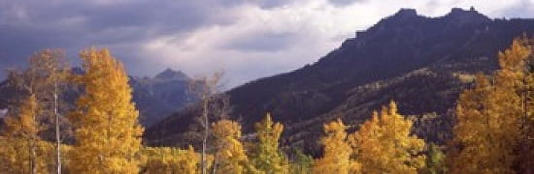 Trees in a forest US Route 550 Jackson Guard Station Colorado USA Canvas Art - Panoramic Images (18 x 6)