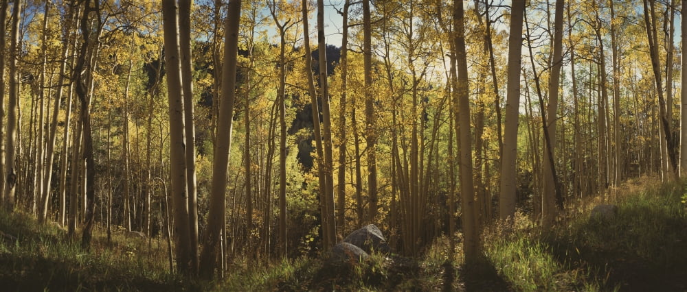 Trees in a forest Uncompahque National Park Colorado USA Canvas Art - Panoramic Images (29 x 12)