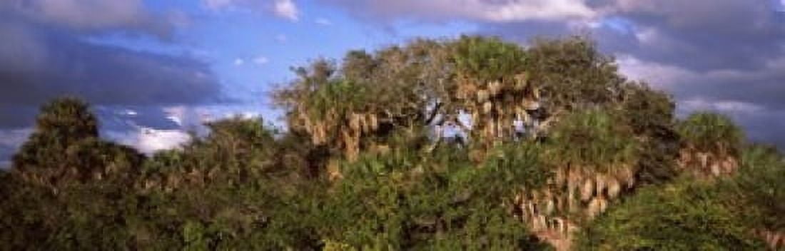 Trees in a forest Venice Sarasota County Florida USA Canvas Art - Panoramic Images (18 x 6)