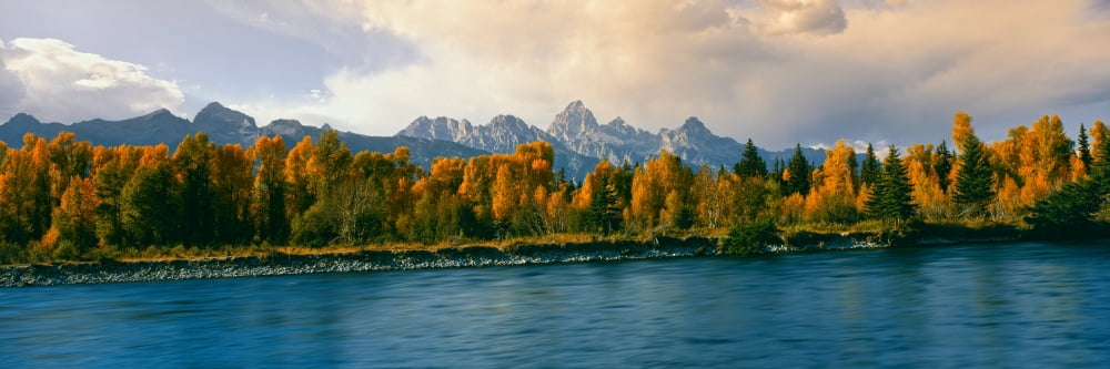 Trees in a forest along Snake River Grand Teton National Park Wyoming USA Canvas Art - Panoramic Images (12 x 36)