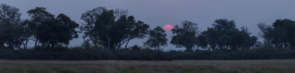 Trees in a forest at dusk Kings Pool Camp Linyanti Okavango Delta Botswana Canvas Art - Panoramic Images (48 x 12)