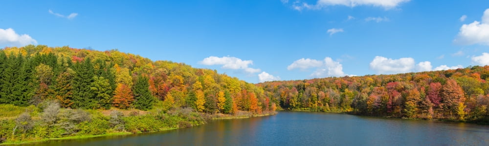 Trees in a forest at the lakeside Cattaraugus County New York State USA Canvas Art - Panoramic Images (36 x 12)