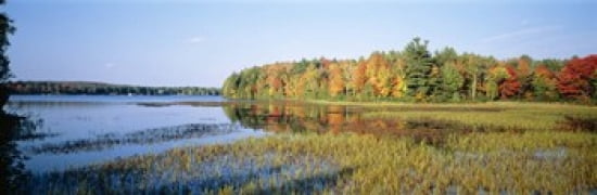 Trees in a forest at the lakeside Ontario Canada Canvas Art - Panoramic Images (36 x 12)