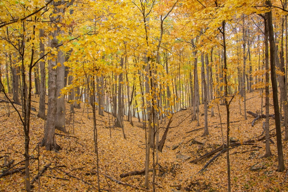 Trees in a forest during autumn Stephen A Forbes State Recreation Area Marion County Illinois USA Canvas Art - Panoramic Images (24 x 36)