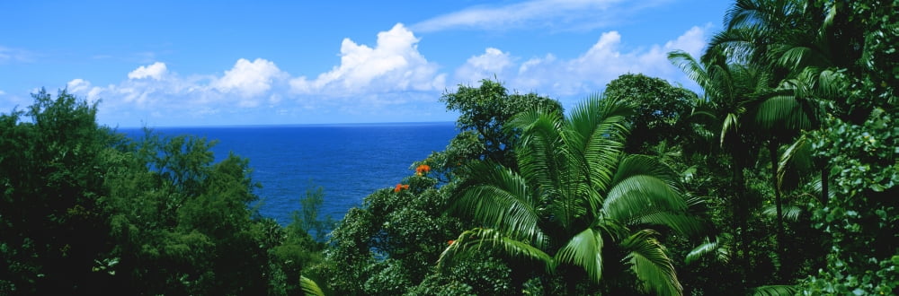 Trees in a forest on the coast Hamakua Coast Hawaii Islands USA Canvas Art - Panoramic Images (36 x 12)