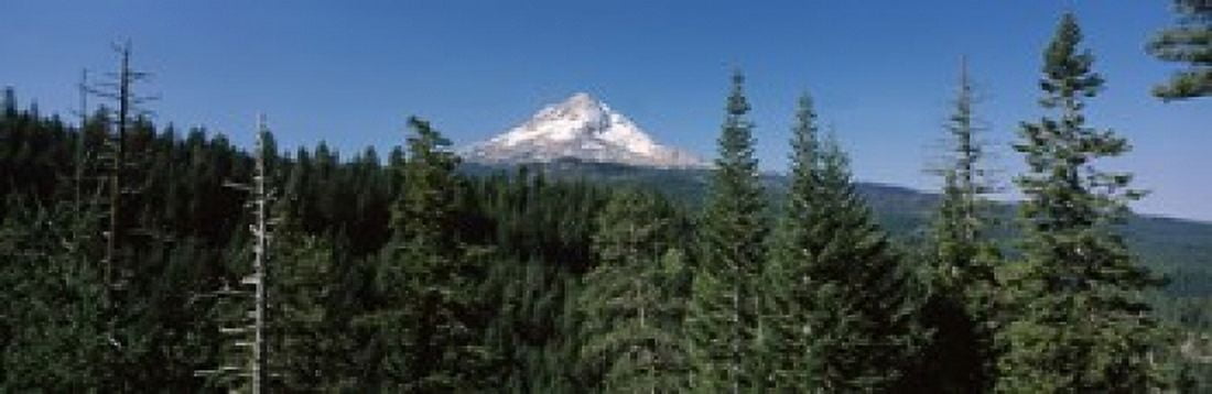 Trees in a forest with mountain in the background Mt Hood National Forest Hood River County Oregon USA Canvas Art - Panoramic Images (36 x 12)