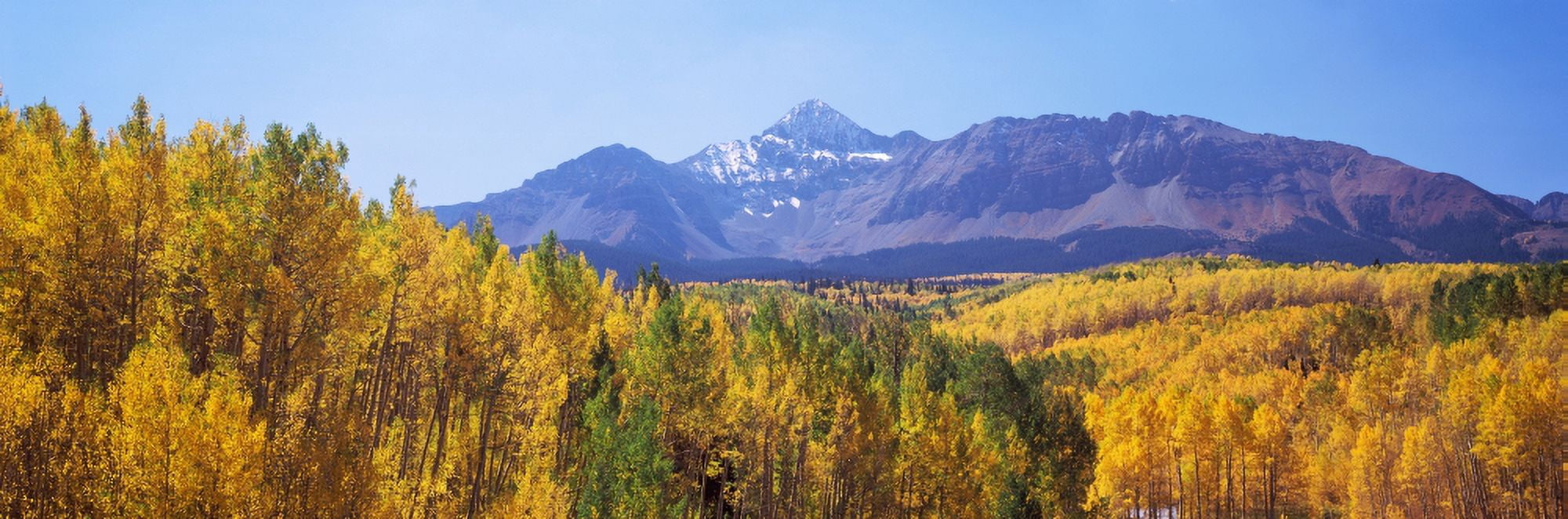 Trees in a forest with mountain range in the background Telluride San Miguel County Colorado USA Canvas Art - Panoramic Images (36 x 12)