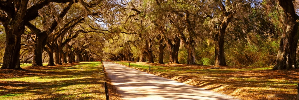 Trees in a garden Boone Hall Plantation Mount Pleasant Charleston South Carolina USA Canvas Art - Panoramic Images (27 x 9)
