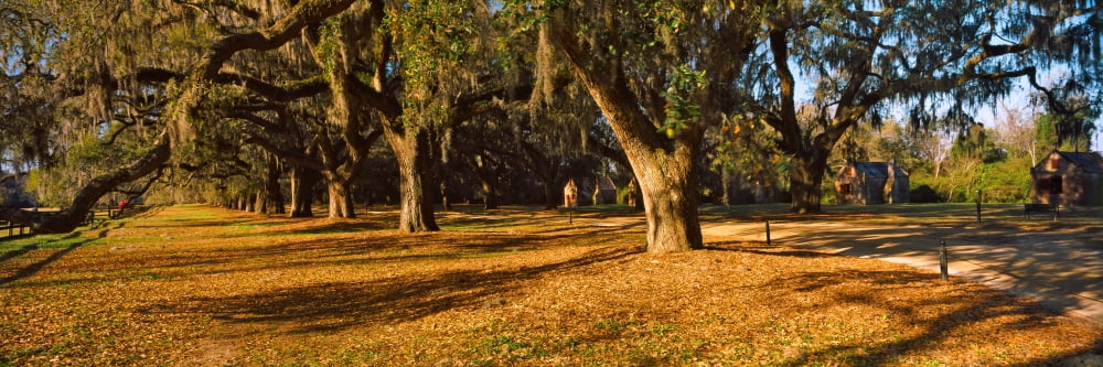 Trees in a garden Boone Hall Plantation Mount Pleasant Charleston South Carolina USA Canvas Art - Panoramic Images (27 x 9)