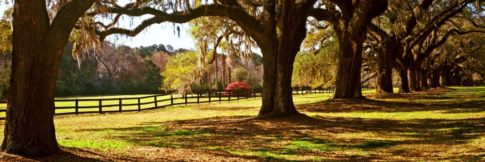 Trees in a garden Boone Hall Plantation Mount Pleasant Charleston South Carolina USA Canvas Art - Panoramic Images (36 x 12)