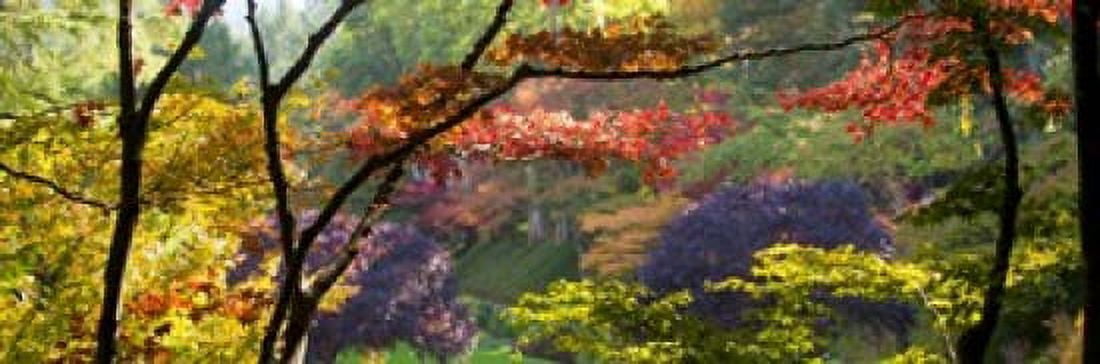 Trees in a garden Butchart Gardens Victoria Vancouver Island British Columbia Canada Canvas Art - Panoramic Images (18 x 6)