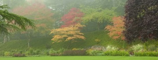 Trees in a garden Butchart Gardens Victoria Vancouver Island British Columbia Canada Canvas Art - Panoramic Images (30 x 12)