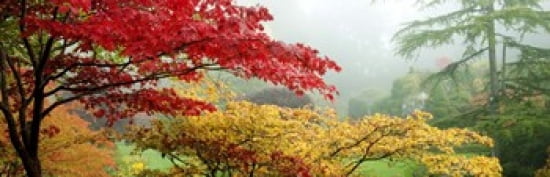 Trees in a garden Butchart Gardens Victoria Vancouver Island British Columbia Canada Canvas Art - Panoramic Images (36 x 12)