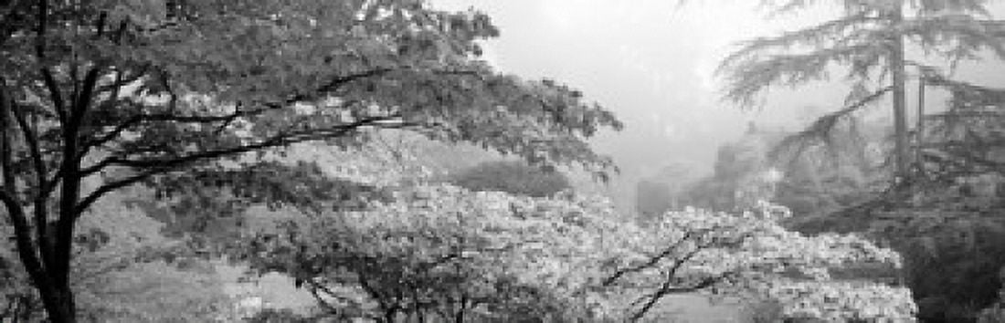 Trees in a garden Butchart Gardens Victoria Vancouver Island British Columbia Canada Canvas Art - Panoramic Images (36 x 12)