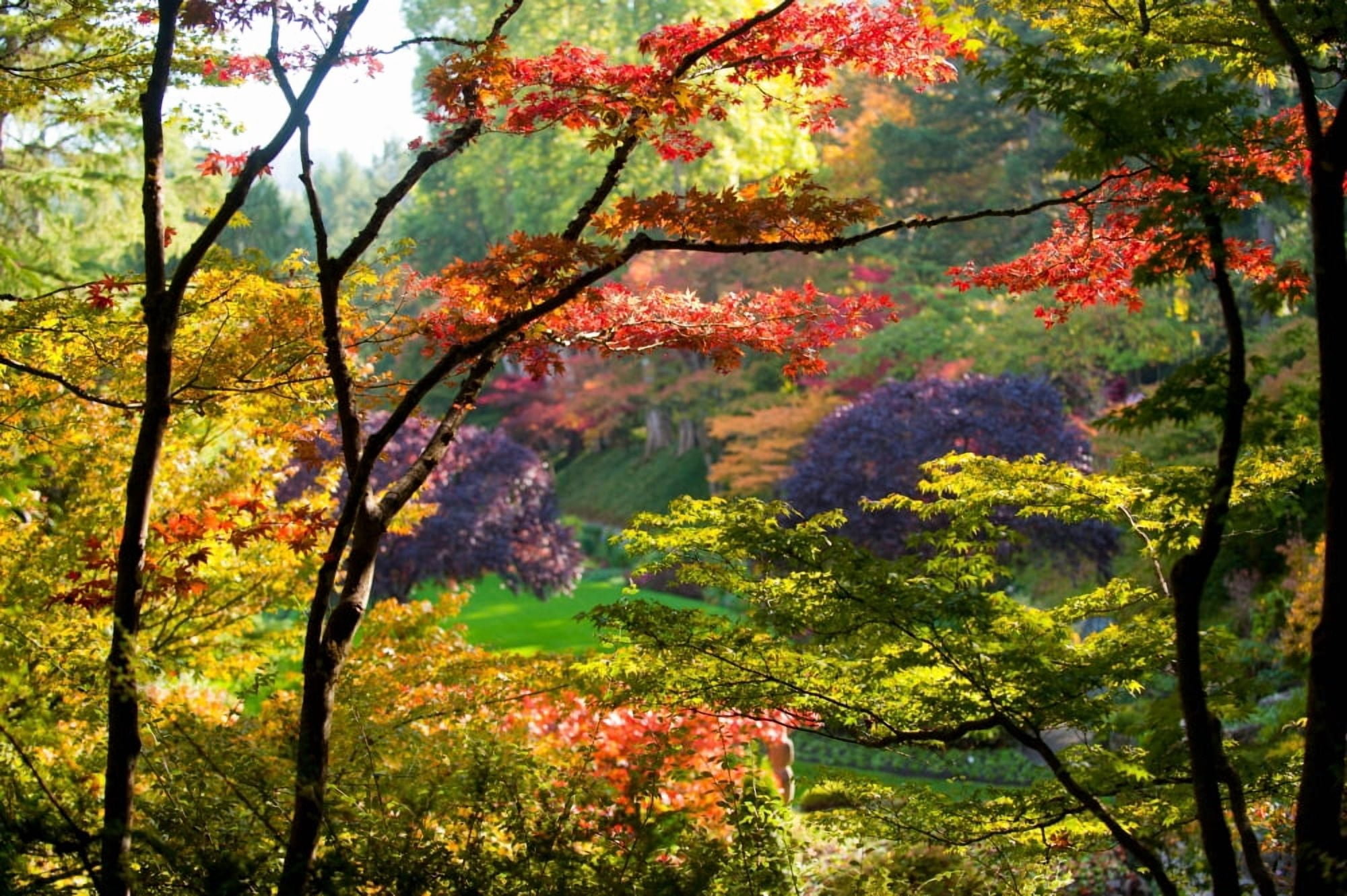 Trees in a garden Butchart Gardens Victoria Vancouver Island British Columbia Canada Canvas Art - Panoramic Images (36 x 12)