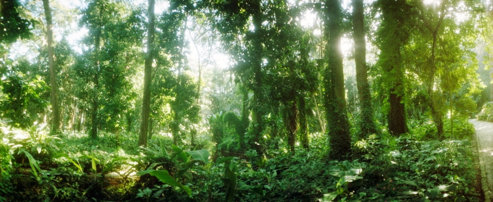 Trees in a garden Jardim Botanico Zona Sul Rio de Janeiro Brazil Canvas Art - Panoramic Images (27 x 9)
