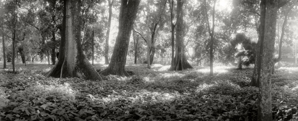Trees in a garden Jardim Botanico Zona Sul Rio de Janeiro Brazil Canvas Art - Panoramic Images (36 x 12)