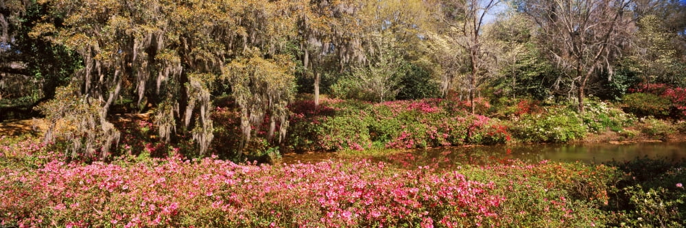 Trees in a garden Middleton Place Charleston South Carolina USA Canvas Art - Panoramic Images (27 x 9)