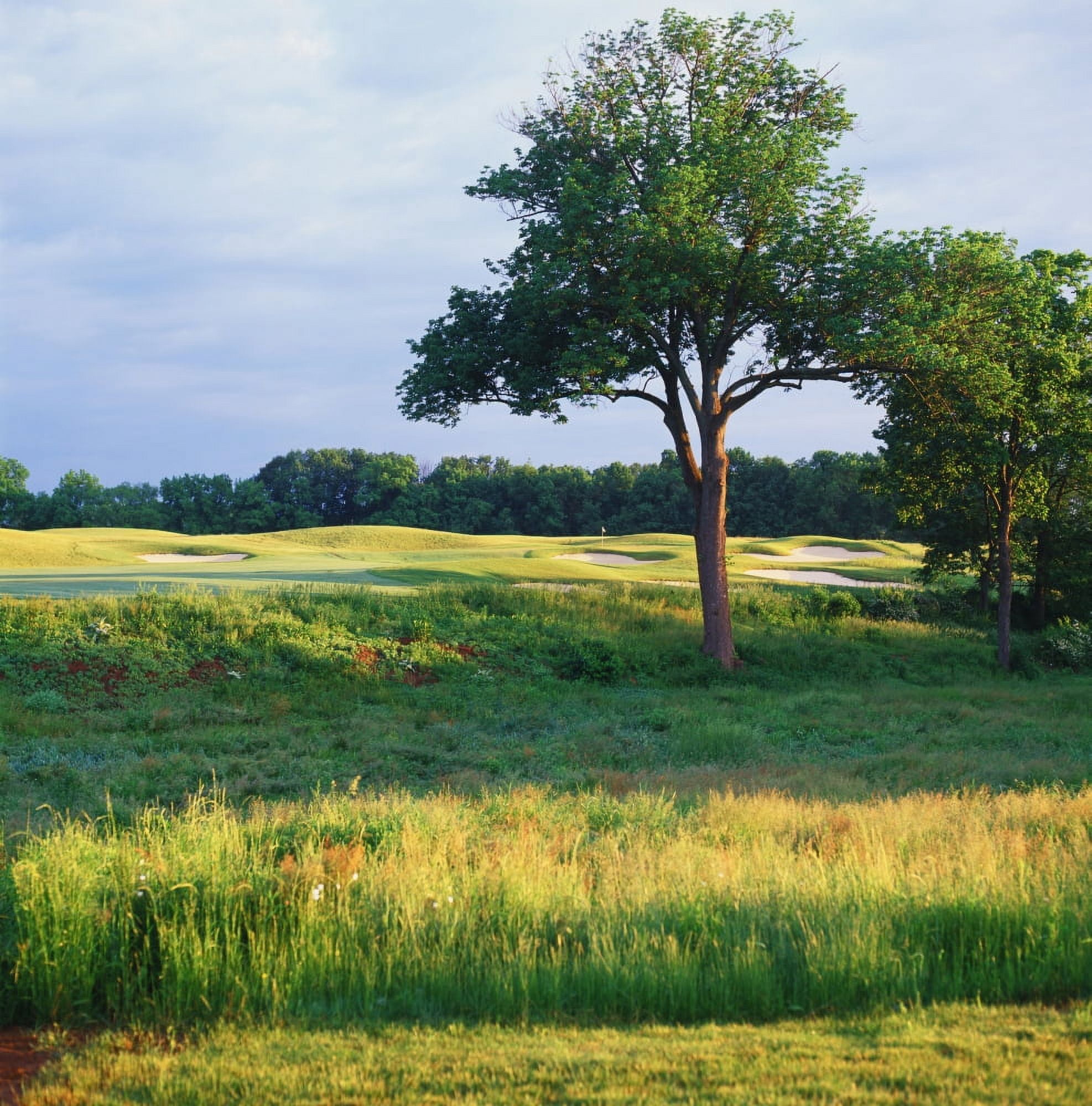 Trees in a golf course Heron Glen Golf Club Ringoes New Jersey USA Canvas Art - Panoramic Images (24 x 24)