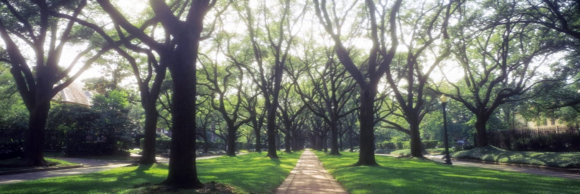 Trees in a park Canvas Art - Panoramic Images (27 x 9)