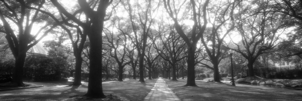 Trees in a park Canvas Art - Panoramic Images (36 x 12)