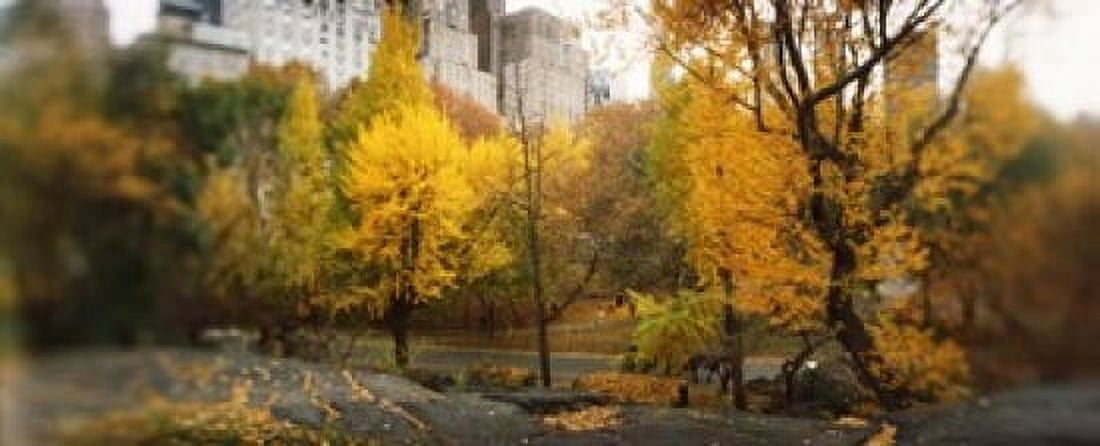 Trees in a park Central Park Manhattan New York City New York State USA Canvas Art - Panoramic Images (15 x 6)