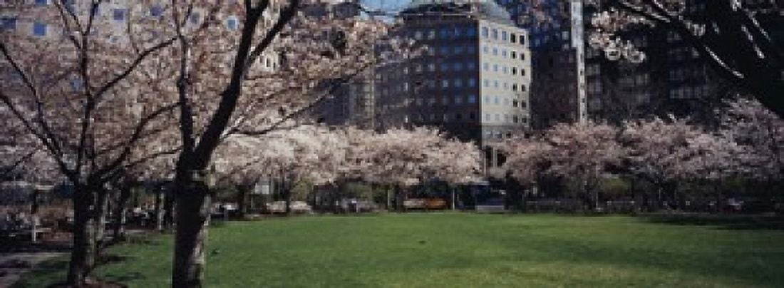 Trees in a park Central Park Manhattan New York City New York State USA Canvas Art - Panoramic Images (18 x 7)