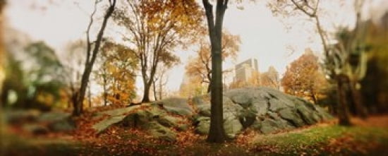 Trees in a park Central Park Manhattan New York City New York State USA Canvas Art - Panoramic Images (30 x 12)