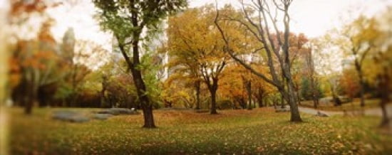 Trees in a park Central Park Manhattan New York City New York State USA Canvas Art - Panoramic Images (30 x 12)