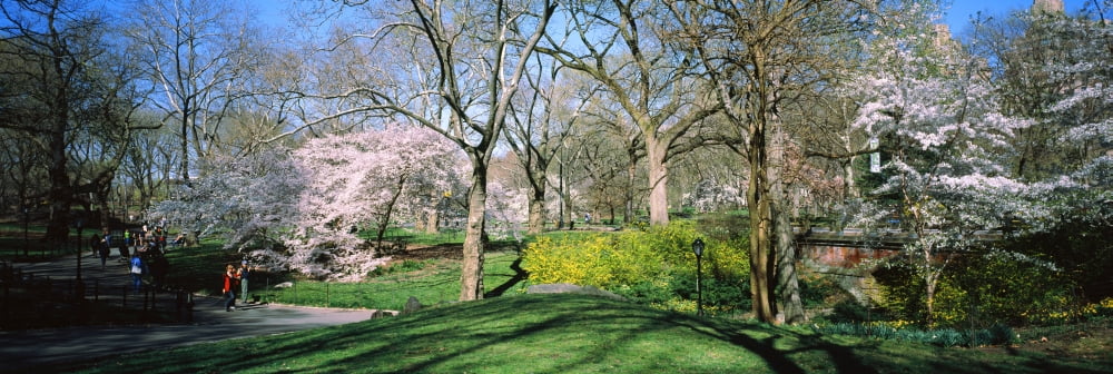 Trees in a park Central Park Manhattan New York City New York State USA Canvas Art - Panoramic Images (36 x 12)