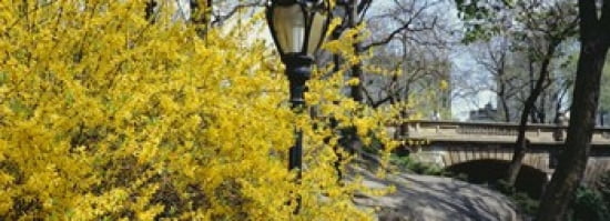 Trees in a park Central Park Manhattan New York City New York State USA Canvas Art - Panoramic Images (36 x 13)