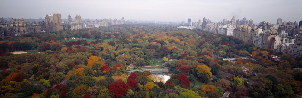 Trees in a park Central Park Manhattan New York City New York State USA Canvas Art - Panoramic Images (6 x 18)