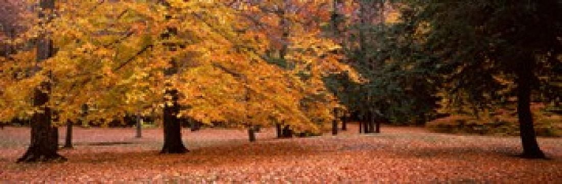 Trees in a park Chestnut Ridge County Park Orchard Park Erie County New York State USA Canvas Art - Panoramic Images (18 x 6)