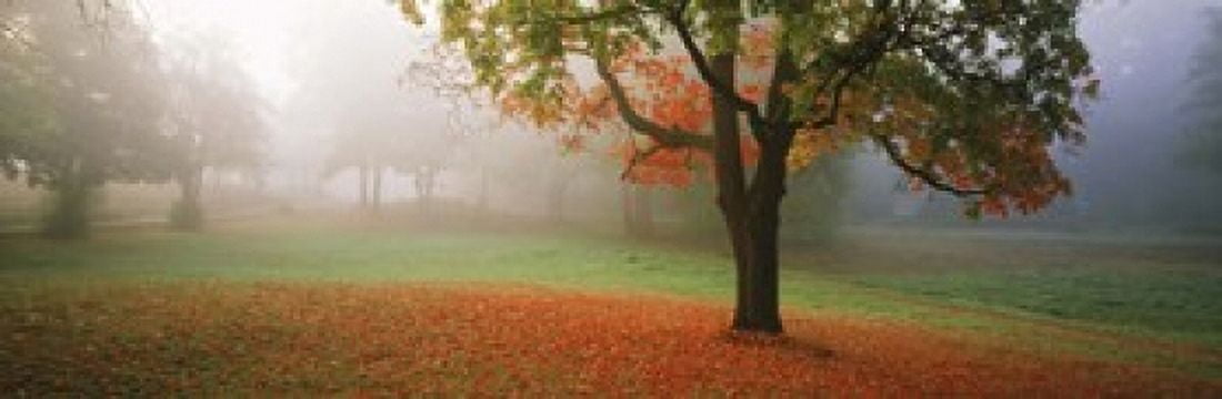 Trees in a park Djurgarden Stockholm Sweden Canvas Art - Panoramic Images (18 x 6)